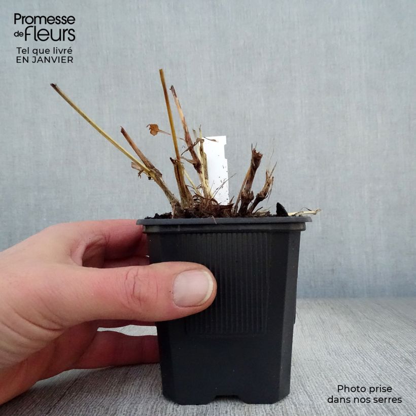 Persicaria amplexicaulis Alba Vasetto da 8/9 cm esemplare consegnato in inverno