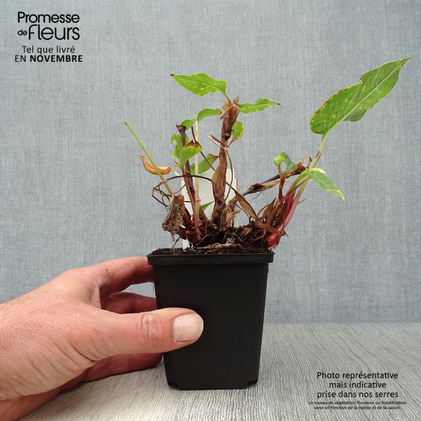 Esemplare di Persicaria amplexicaulis Blackfield Vasetto da 8/9 cm come consegnato in autunno