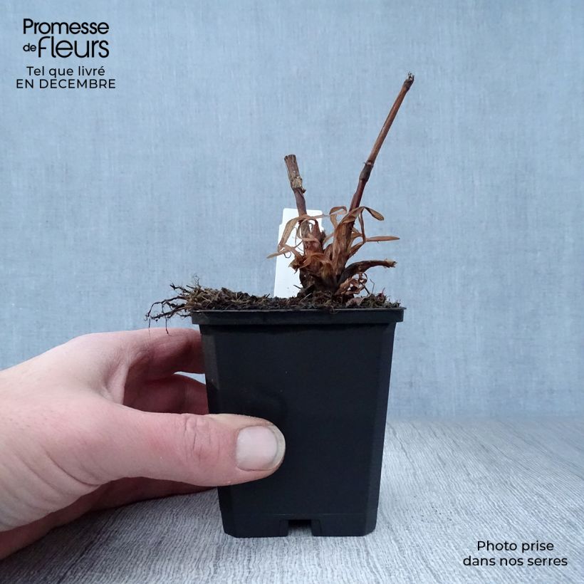 Persicaria amplexicaulis Blackfield Vasetto da 8/9 cm esemplare consegnato in inverno