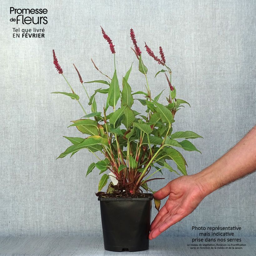 Esemplare di Persicaria amplexicaulis Blackfield Vaso da 2L/3L come consegnato in autunno