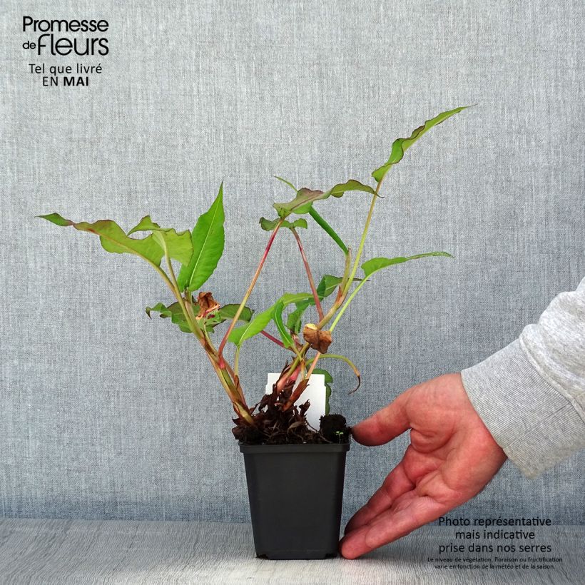 Persicaria amplexicaulis Bloody Mary Vasetto da 8/9 cm esemplare consegnato in primavera