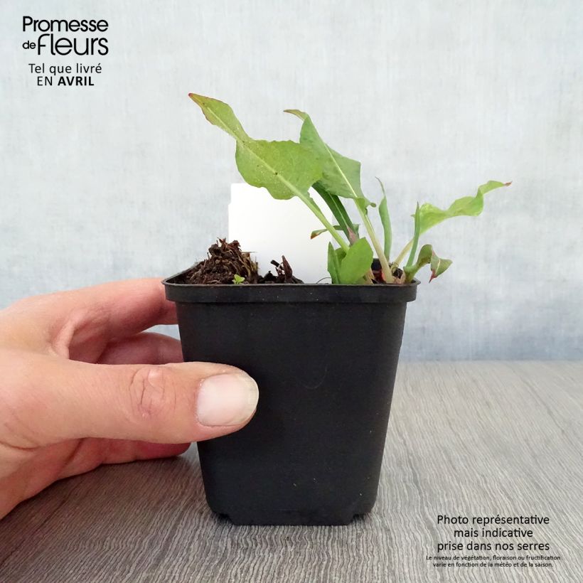 Persicaria amplexicaulis Dikke Floskes Vasetto da 8/9 cm esemplare consegnato in primavera