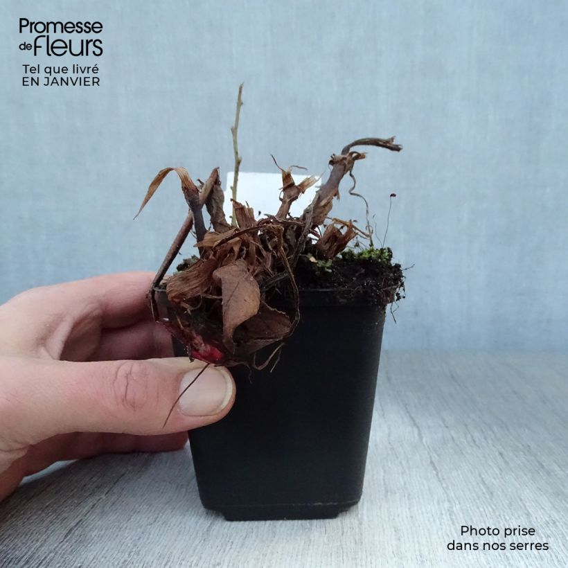 Persicaria amplexicaulis Fat Domino Vasetto da 8/9 cm esemplare consegnato in inverno