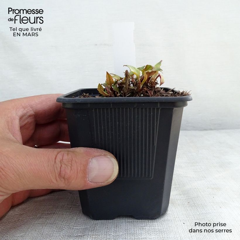 Persicaria amplexicaulis Golden Arrow Vasetto da 8/9 cm esemplare consegnato in inverno