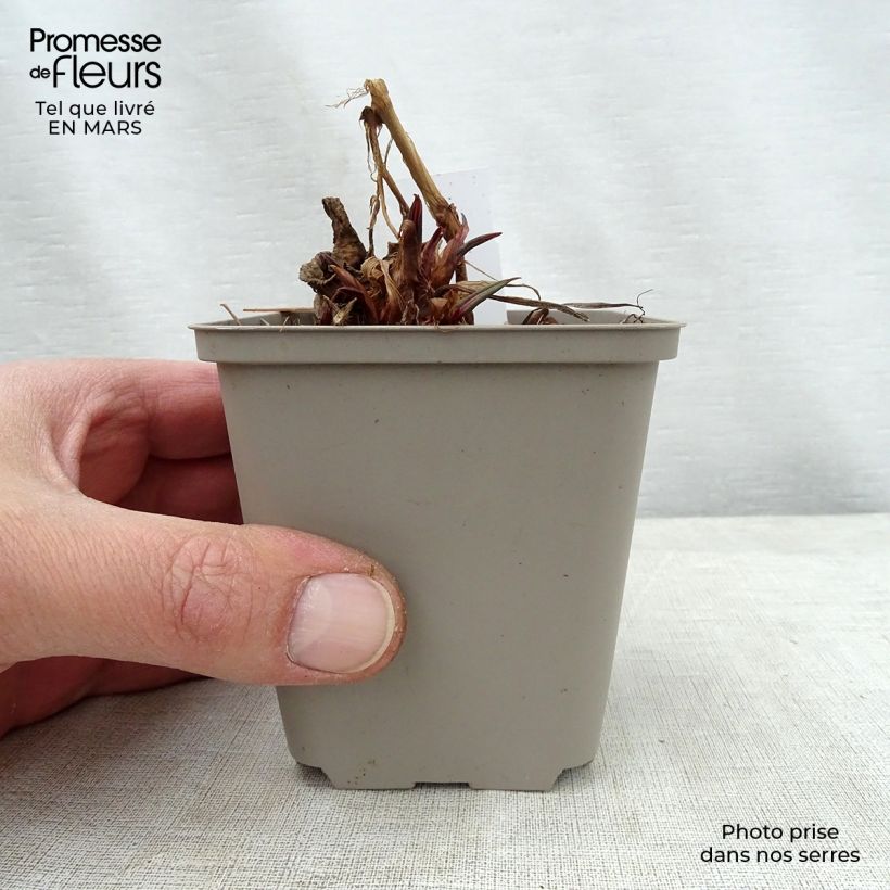 Persicaria amplexicaulis Inverleith Vasetto da 8/9 cm esemplare consegnato in primavera