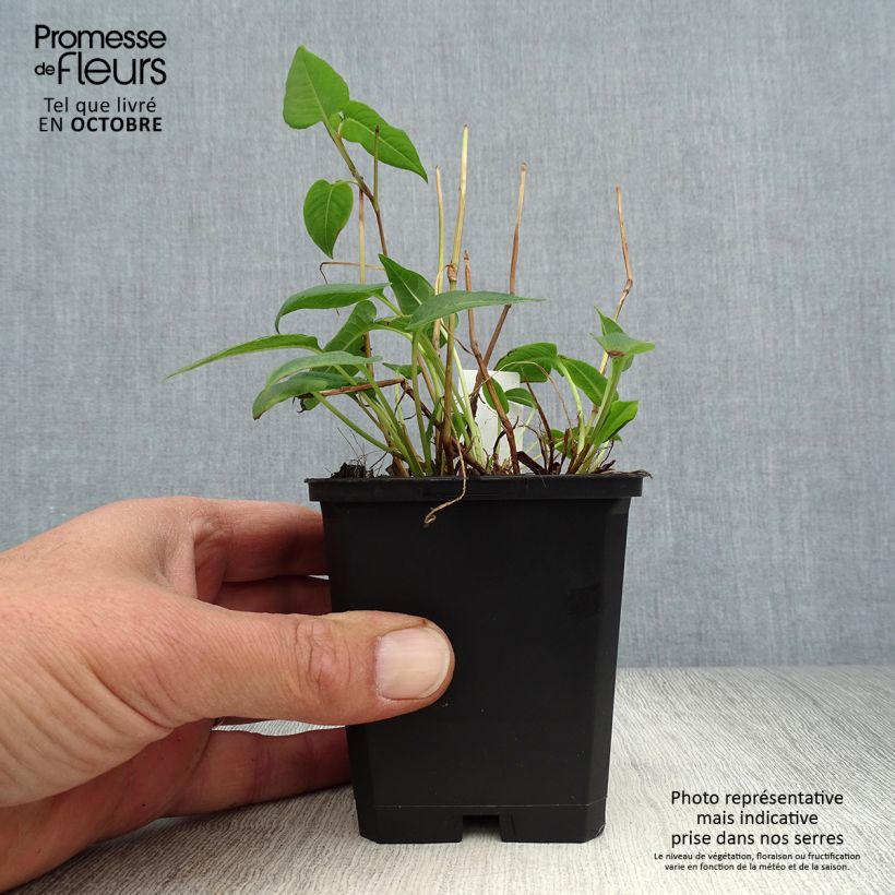 Esemplare di Persicaria amplexicaulis Inverleith Vasetto da 8/9 cm come consegnato in autunno