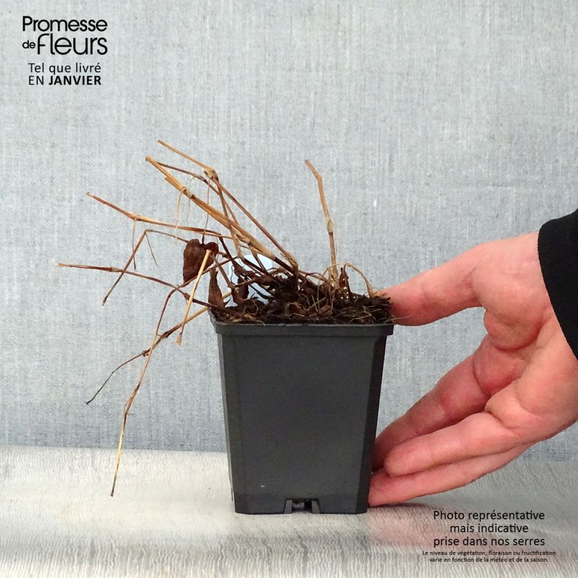 Persicaria amplexicaulis Inverleith Vasetto da 8/9 cm esemplare consegnato in inverno