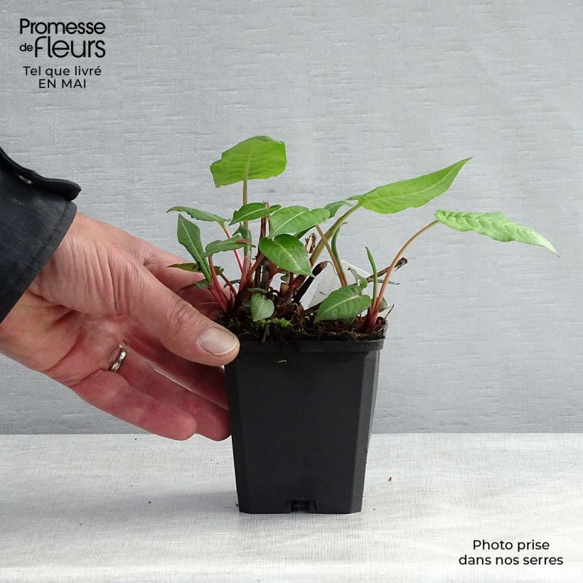 Persicaria amplexicaulis JS Caliente Vasetto da 8/9 cm esemplare consegnato in primavera