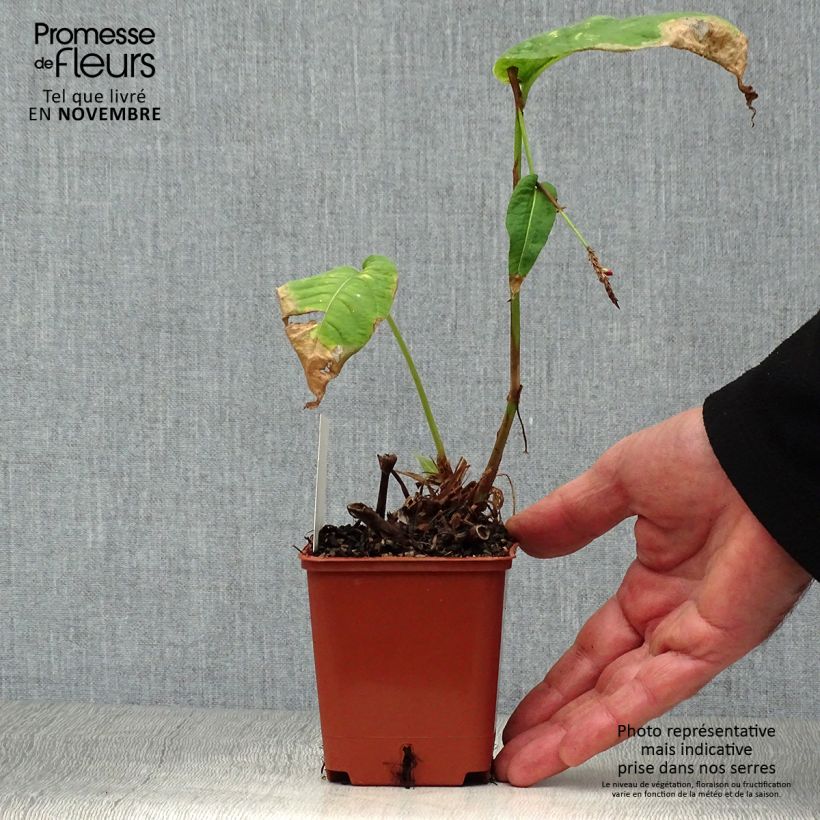 Esemplare di Persicaria amplexicaulis JS Caliente Vasetto da 8/9 cm come consegnato in autunno