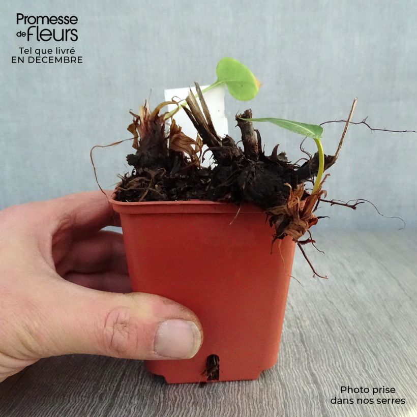 Persicaria amplexicaulis JS Caliente Vasetto da 8/9 cm esemplare consegnato in inverno