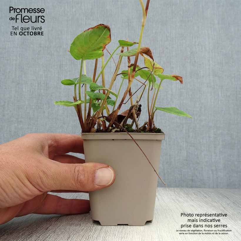 Esemplare di Persicaria amplexicaulis JS Delgado Macho Vasetto da 8/9 cm come consegnato in autunno