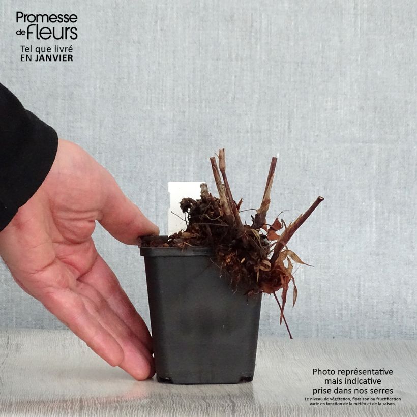 Persicaria amplexicaulis JS Delgado Macho Vasetto da 8/9 cm esemplare consegnato in inverno