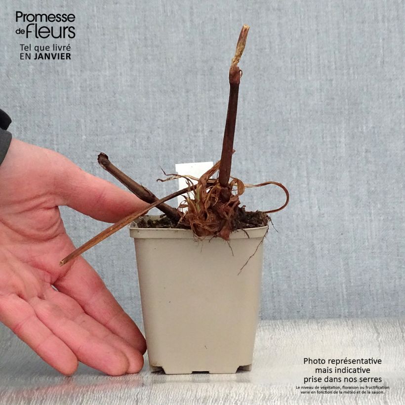 Persicaria amplexicaulis Jo and Guido's Form Vasetto da 8/9 cm esemplare consegnato in inverno