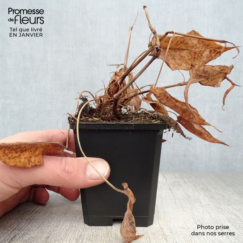 Persicaria amplexicaulis Orange Field Vasetto da 7/8 cm esemplare consegnato in inverno