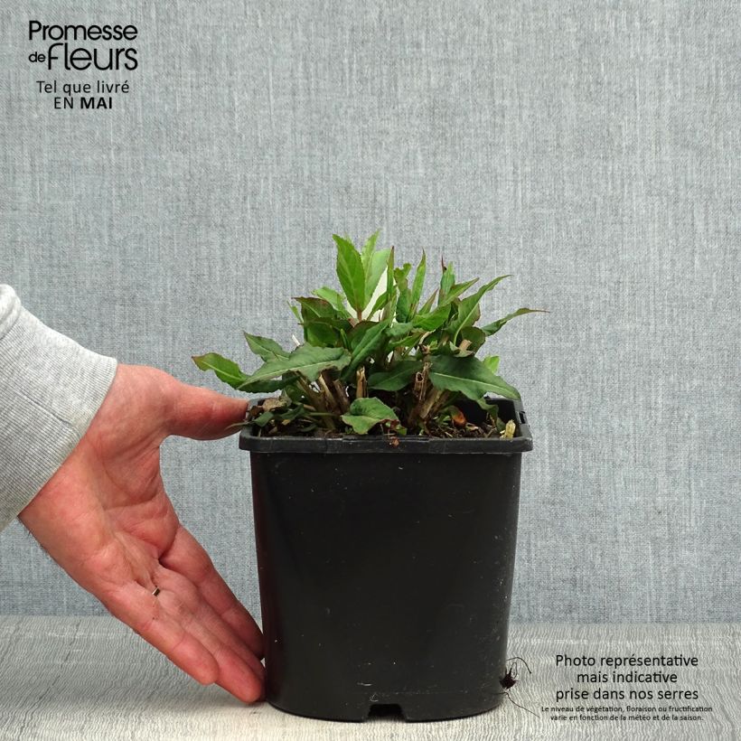 Persicaria amplexicaulis Pink Elephant Vaso da 1,5L/2L esemplare consegnato in primavera