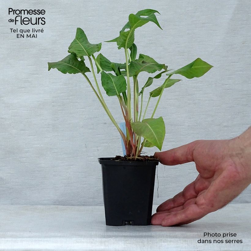 Persicaria amplexicaulis Rosea Vasetto da 8/9 cm esemplare consegnato in primavera