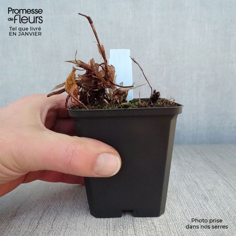 Persicaria amplexicaulis Rosea Vasetto da 8/9 cm esemplare consegnato in inverno