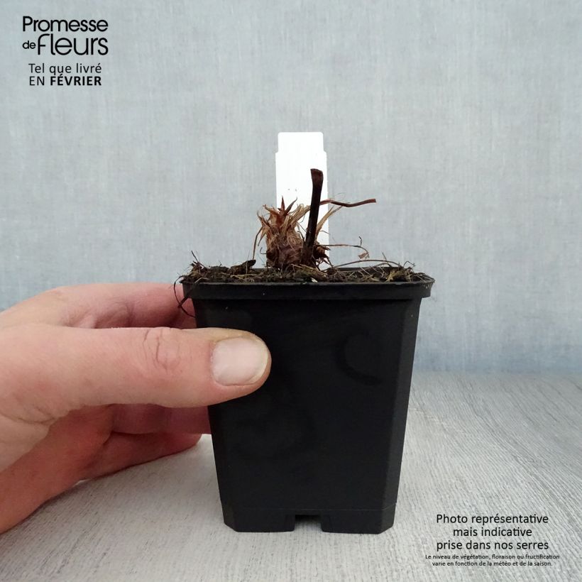 Persicaria amplexicaulis Taurus Vasetto da 8/9 cm esemplare consegnato in inverno