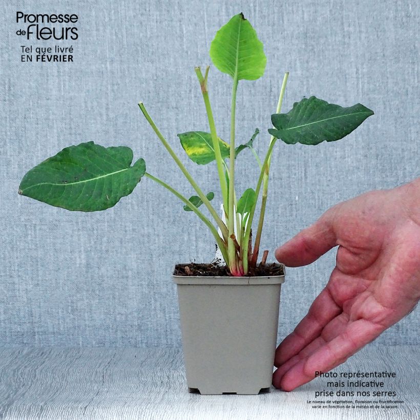 Esemplare di Persicaria amplexicaulis Vesuvius Vasetto da 8/9 cm come consegnato in autunno