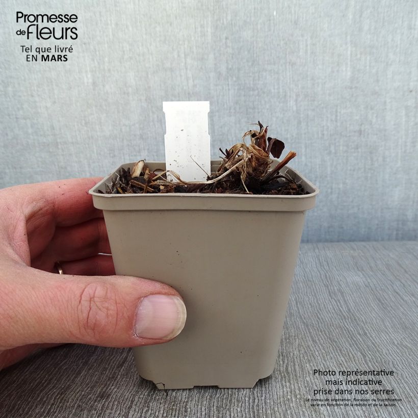 Persicaria amplexicaulis Vesuvius Vasetto da 8/9 cm esemplare consegnato in inverno