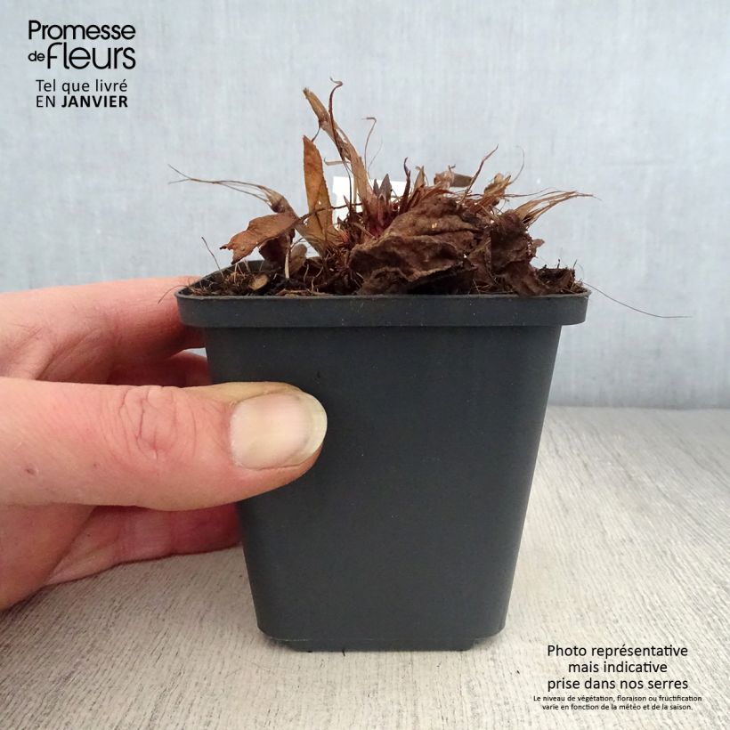 Persicaria amplexicaulis White Eastfield Vasetto da 8/9 cm esemplare consegnato in inverno