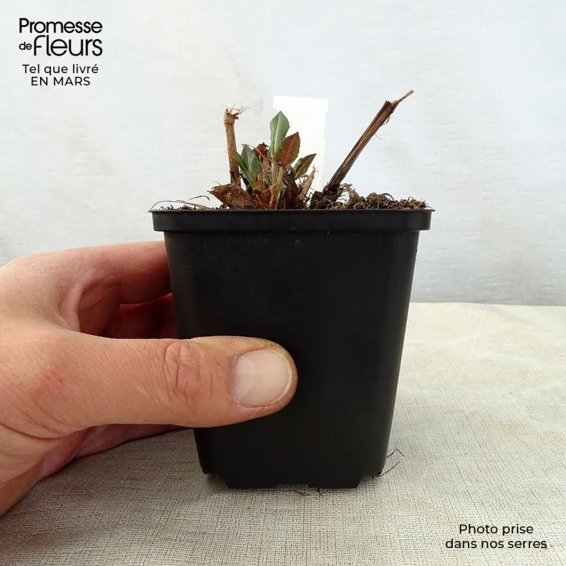 Persicaria amplexicaulis White Eastfield Vasetto da 8/9 cm esemplare consegnato in primavera