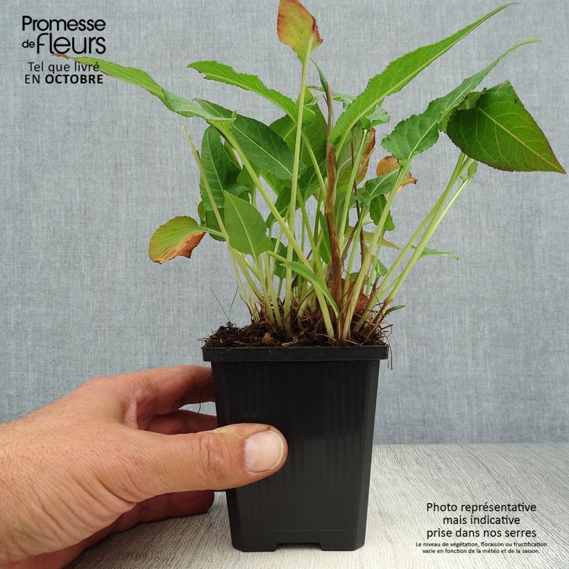 Esemplare di Persicaria amplexicaulis White Eastfield Vasetto da 8/9 cm come consegnato in autunno