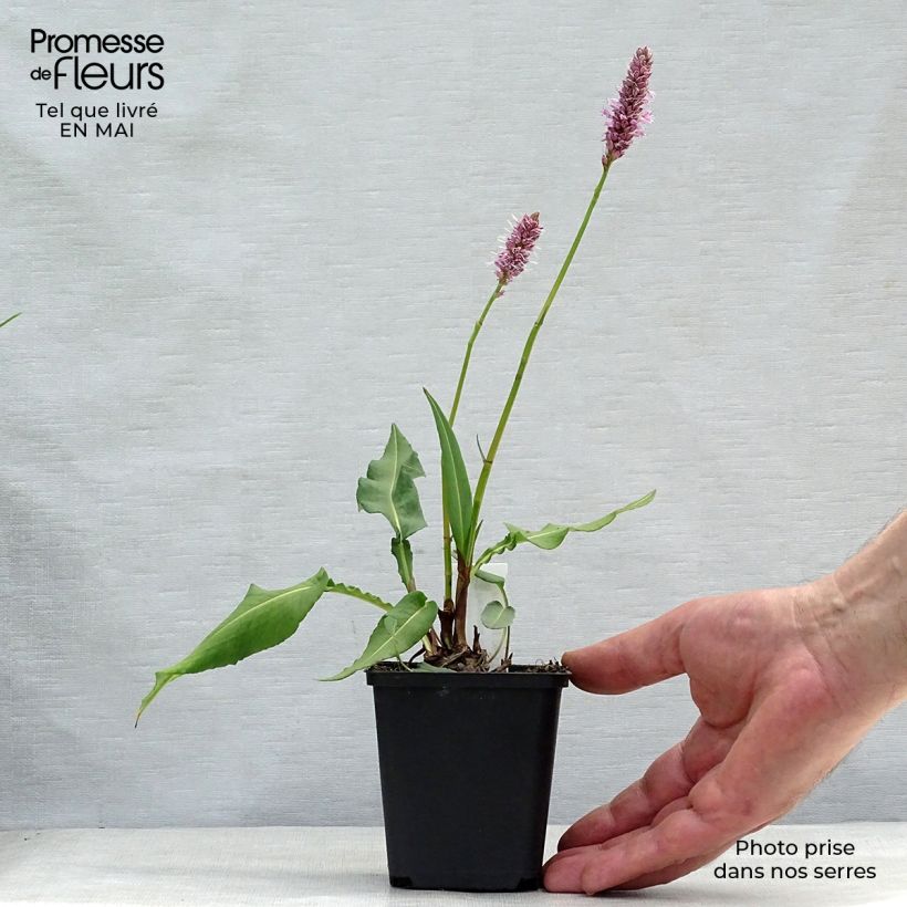 Persicaria bistorta Hohe Tatra - Bistorta Vasetto da 8/9 cm esemplare consegnato in primavera