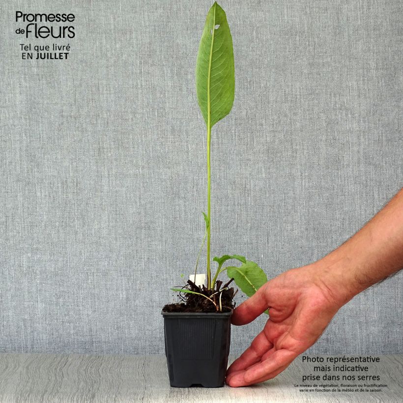 Esemplare di Persicaria bistorta Superba - Bistorta Vasetto da 8/9 cm consegnato in estate
