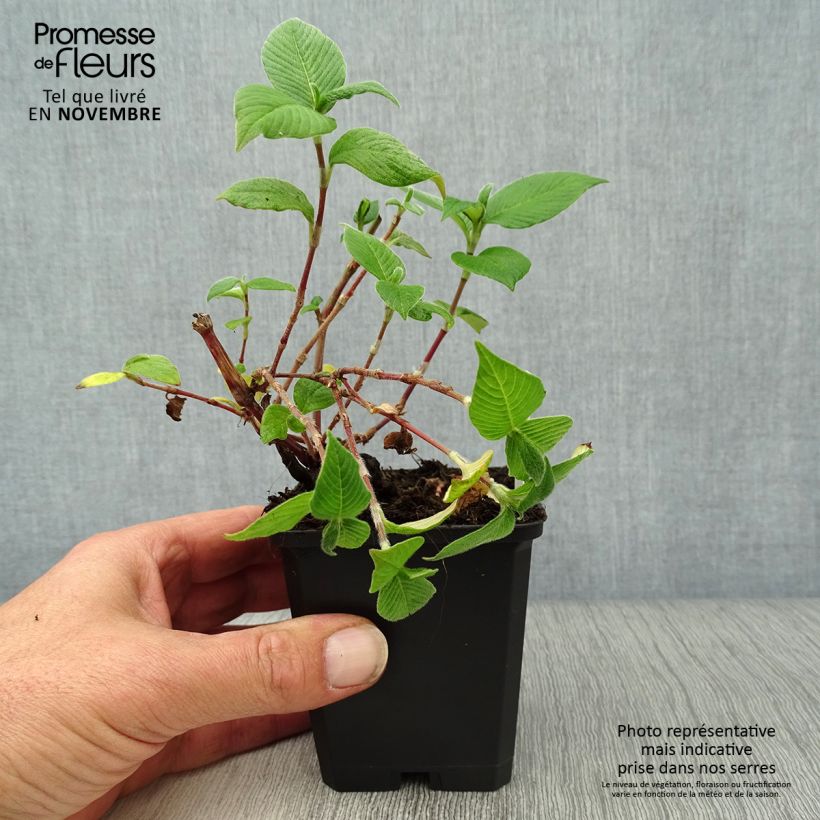 Esemplare di Persicaria campanulata Vasetto da 8/9 cm come consegnato in autunno
