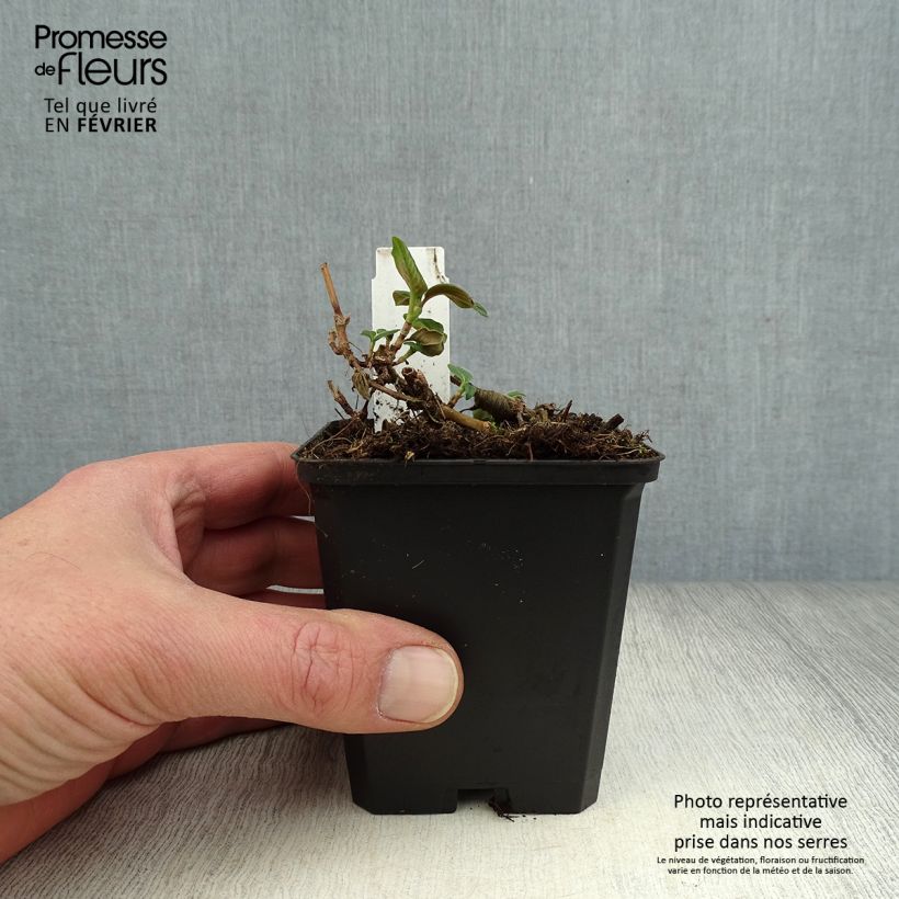 Persicaria campanulata Vasetto da 8/9 cm esemplare consegnato in inverno