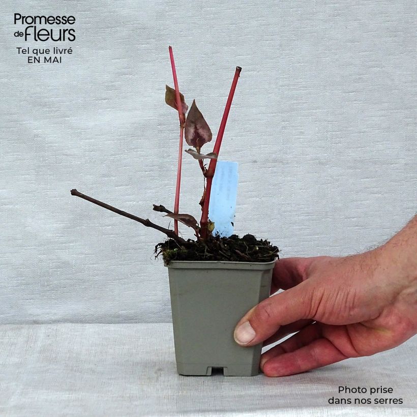 Persicaria microcephala Red Dragon Vasetto da 8/9 cm esemplare consegnato in primavera