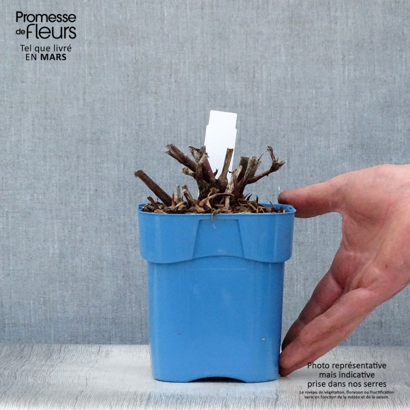 Persicaria microcephala Red Dragon Vaso da 1,5L/2L esemplare consegnato in primavera