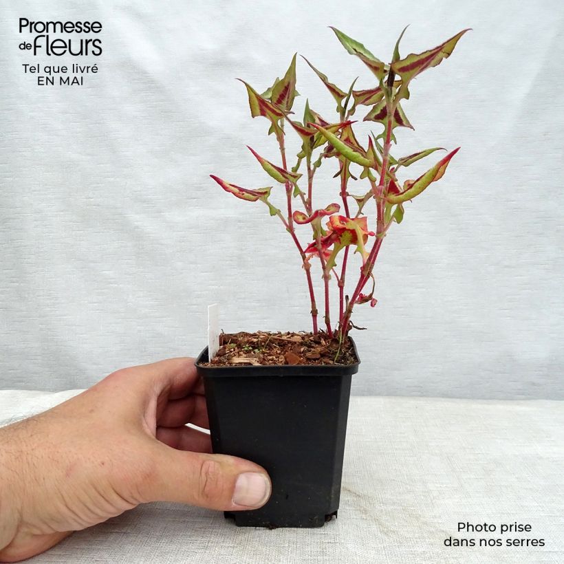 Persicaria runcinata Purple Fantasy Vasetto da 8/9 cm esemplare consegnato in primavera