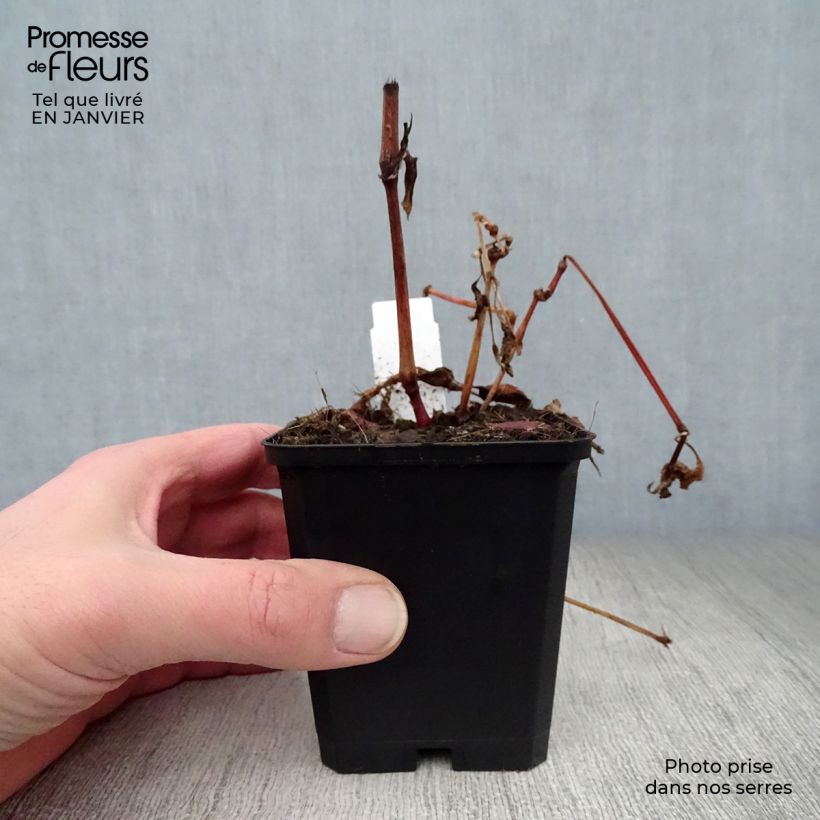 Persicaria runcinata Purple Fantasy Vasetto da 8/9 cm esemplare consegnato in inverno