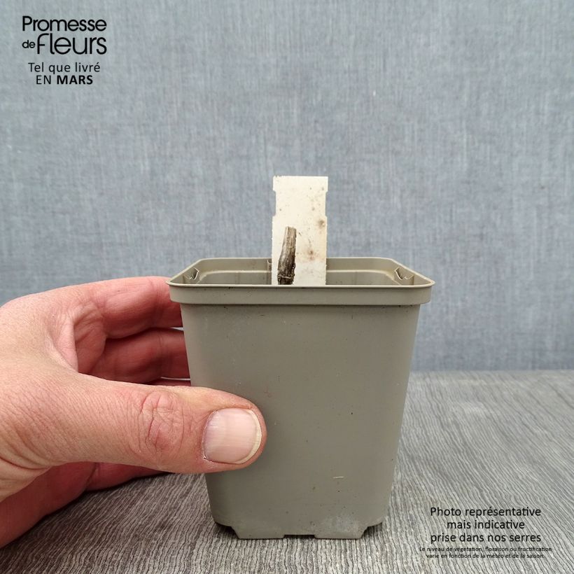 Persicaria virginiana Lance Corporal Vasetto da 8/9 cm esemplare consegnato in inverno