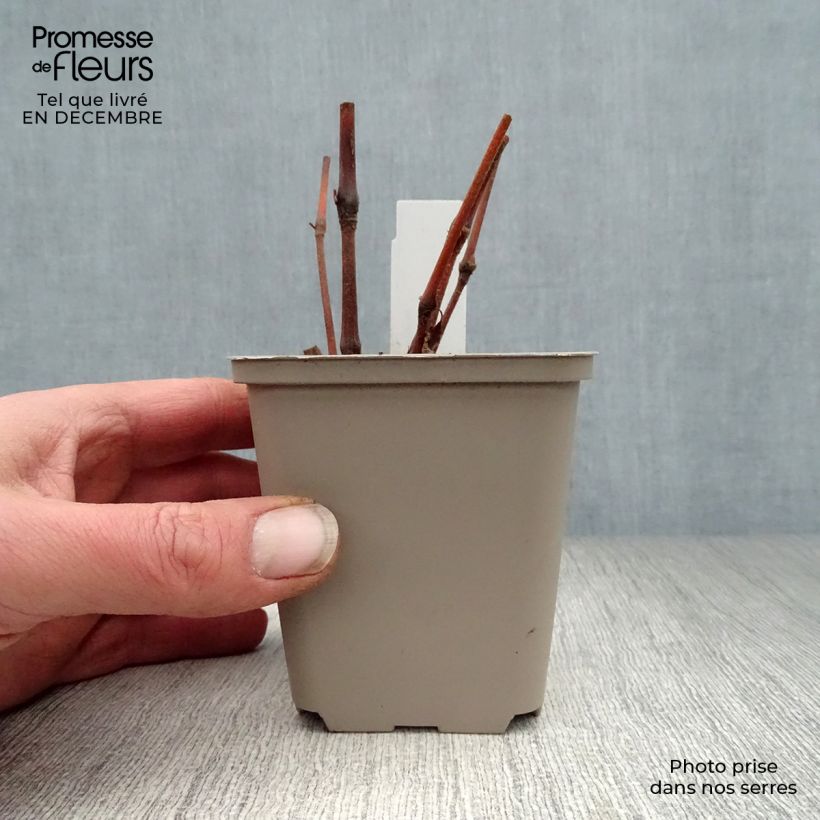 Persicaria virginiana Painter's Palette Vasetto da 8/9 cm esemplare consegnato in inverno