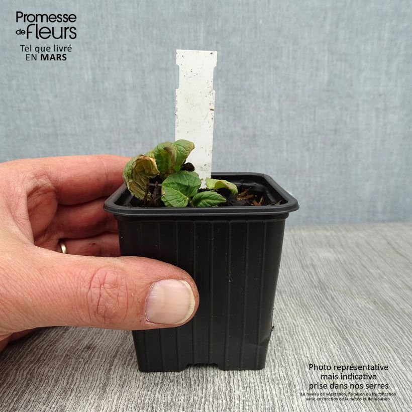 Persicaria weyrichii Vasetto da 8/9 cm esemplare consegnato in inverno