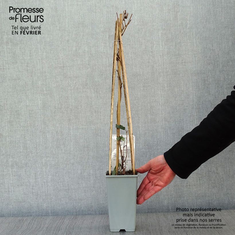 Fallopia aubertii Vaso da 2L/3L esemplare consegnato in inverno