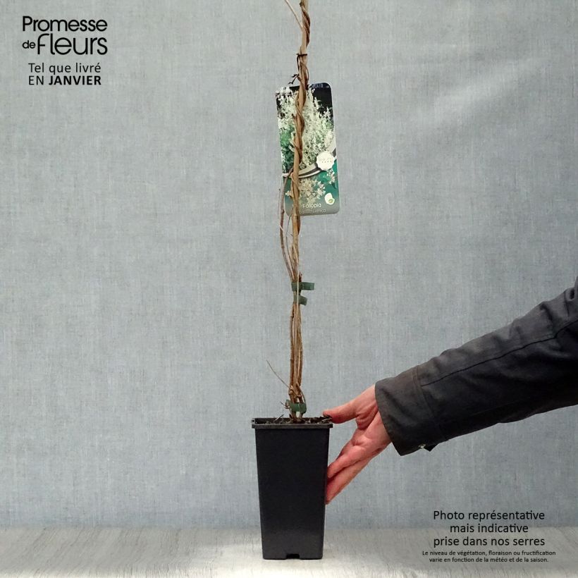 Fallopia aubertii Vaso da 1,5L/2L esemplare consegnato in inverno