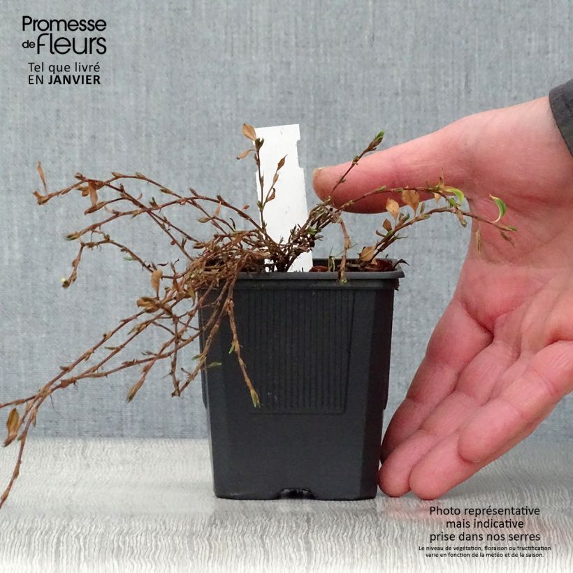 Persicaria vacciniifolia Vasetto da 8/9 cm esemplare consegnato in inverno