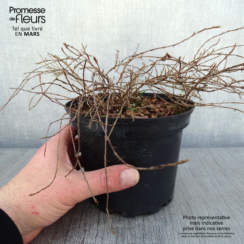 Persicaria vacciniifolia Vaso da 2L/3L esemplare consegnato in inverno