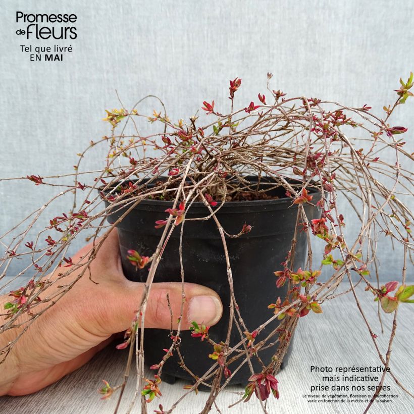 Persicaria vacciniifolia Vaso da 2L/3L esemplare consegnato in primavera