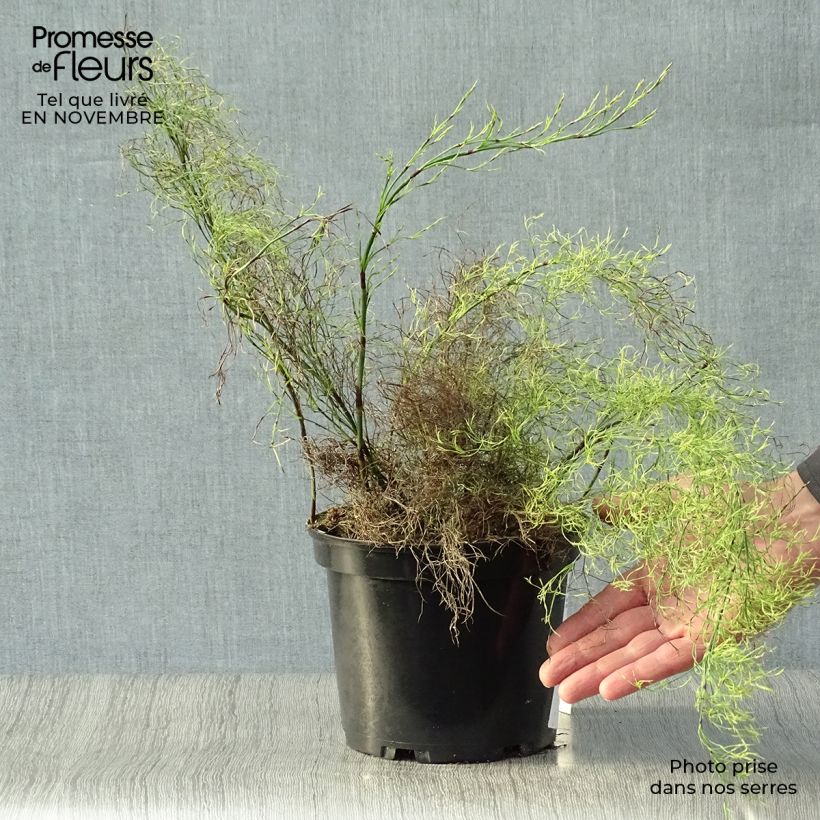 Esemplare di Restio tetraphyllus Vaso da 2L/3L come consegnato in autunno