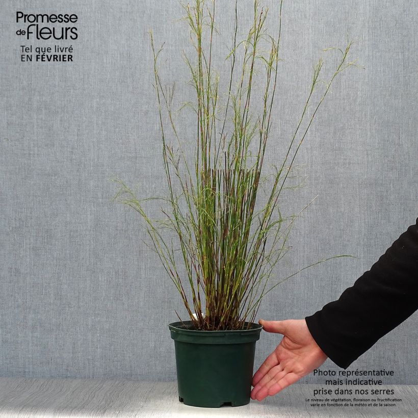 Restio tetraphyllus Vaso da 2L/3L esemplare consegnato in inverno