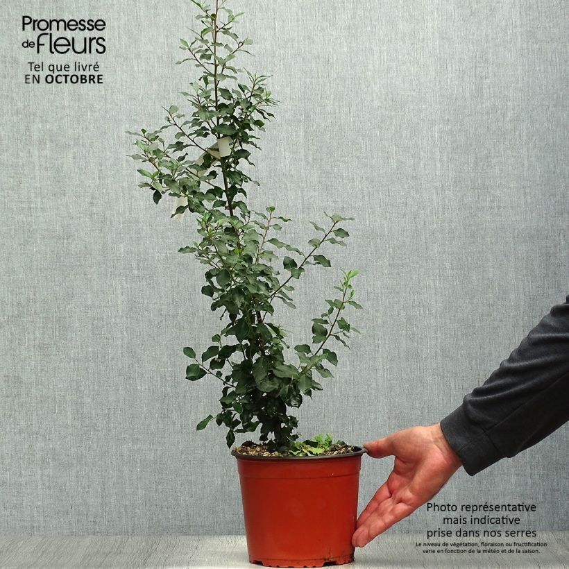 Esemplare di Rhamnus alaternus - Alaterno Vaso da 2L/3L come consegnato in autunno