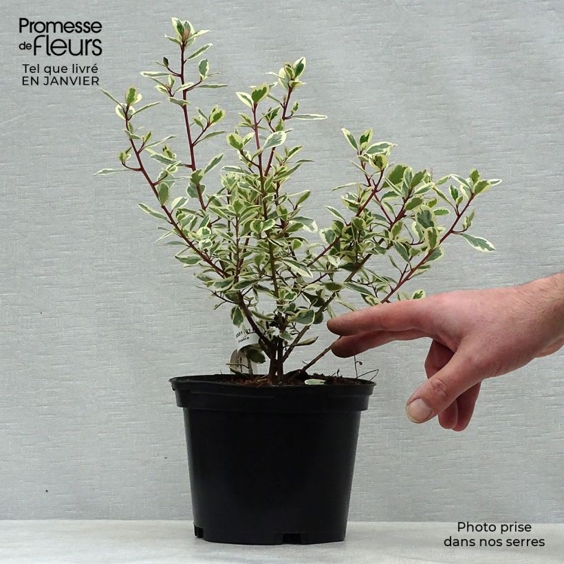 Rhamnus alaternus Argenteovariegata - Alaterno Vaso da 2L/3L esemplare consegnato in inverno