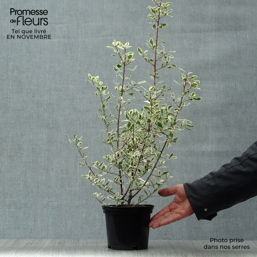 Esemplare di Rhamnus alaternus Argenteovariegata - Alaterno Vaso da 2L/3L come consegnato in autunno