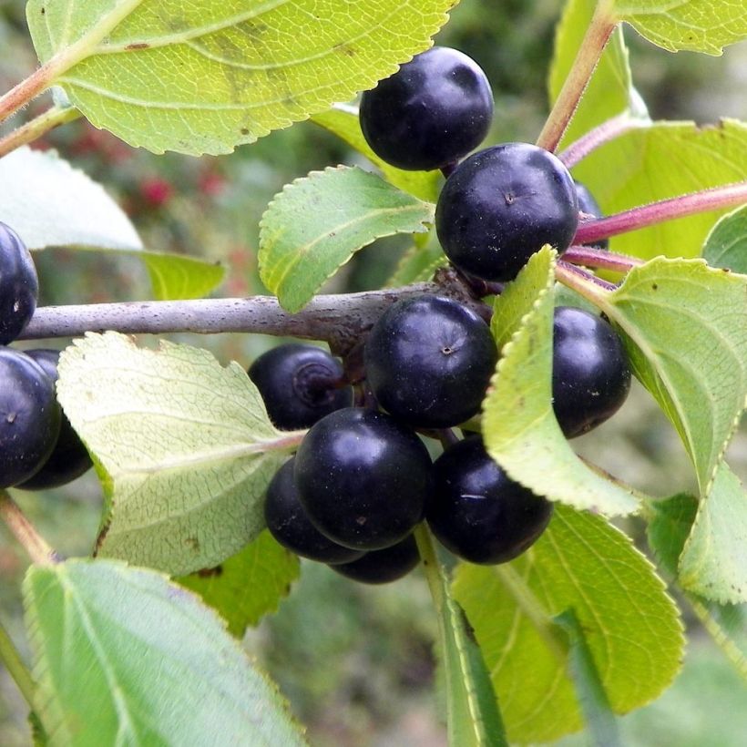Rhamnus catharticus - Spinocervino (Raccolta)
