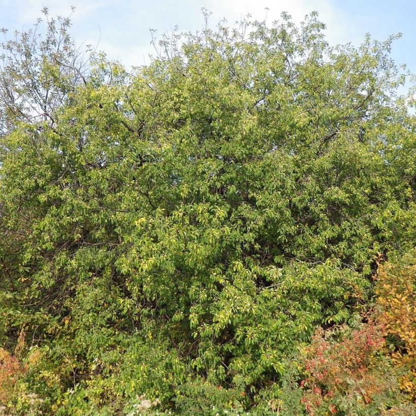 Rhamnus catharticus - Spinocervino (Porto)